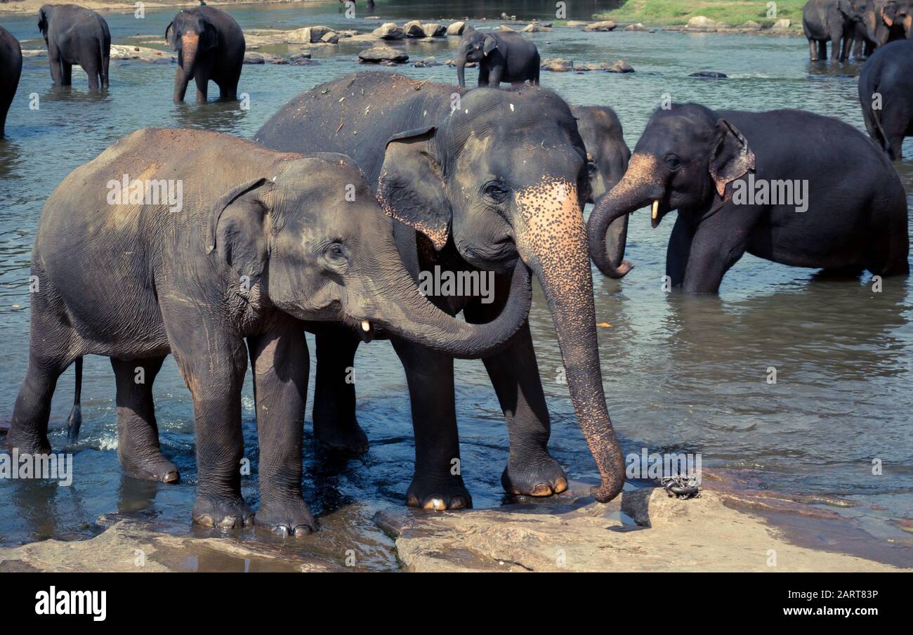 L'Orfanotrofio degli Elefanti di Pinnawala è un vivaio e un terreno di allevamento prigioniero per gli elefanti asiatici selvaggi ed ha la più grande mandria di elefanti prigionieri nella w Foto Stock