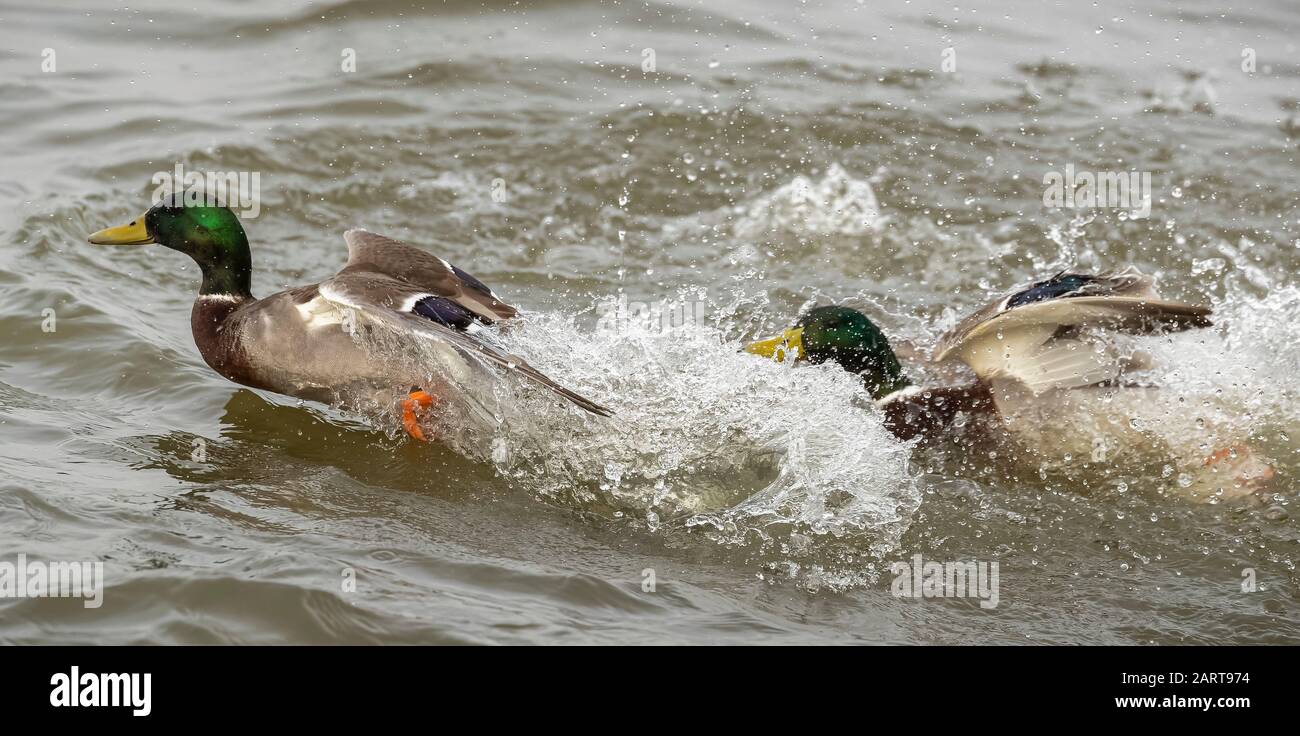 Due anatre di drake malate che combattono e si tuffano in acqua Foto Stock