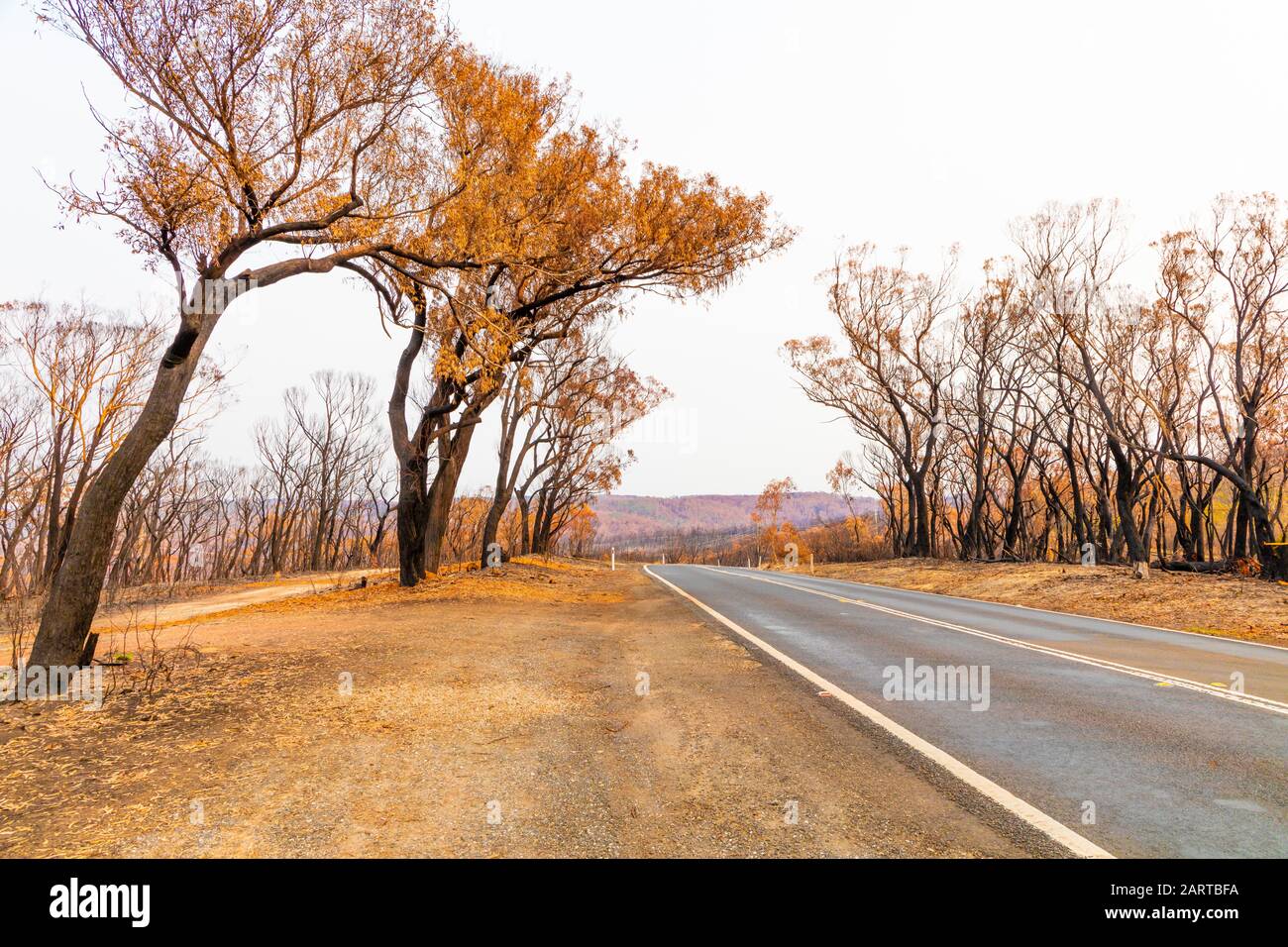 Una strada di campagna tra gli alberi di Eucalipto gravemente bruciati dopo un bush nelle Blue Mountains Foto Stock
