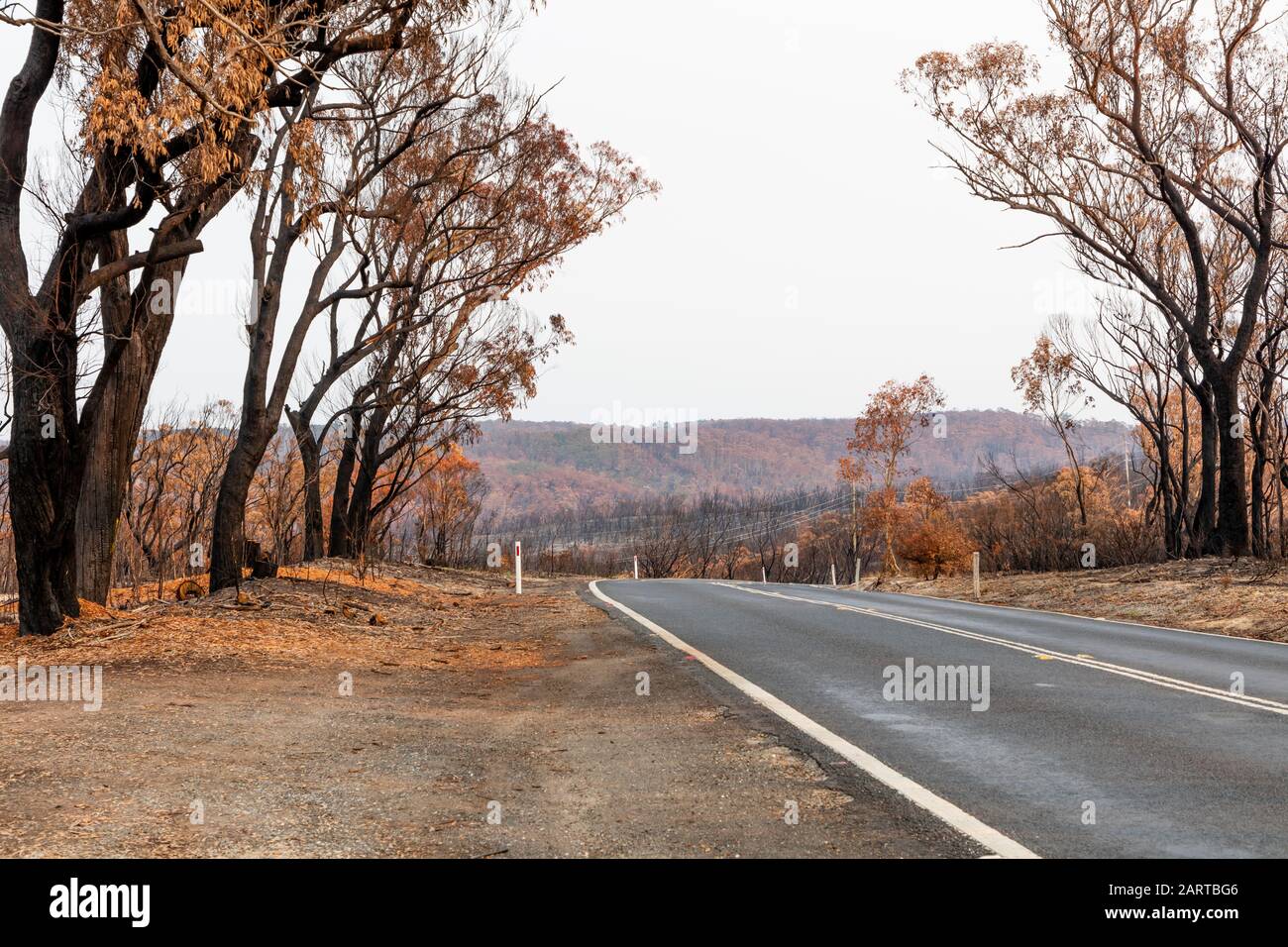 Una strada di campagna tra gli alberi di Eucalipto gravemente bruciati dopo un bush nelle Blue Mountains Foto Stock
