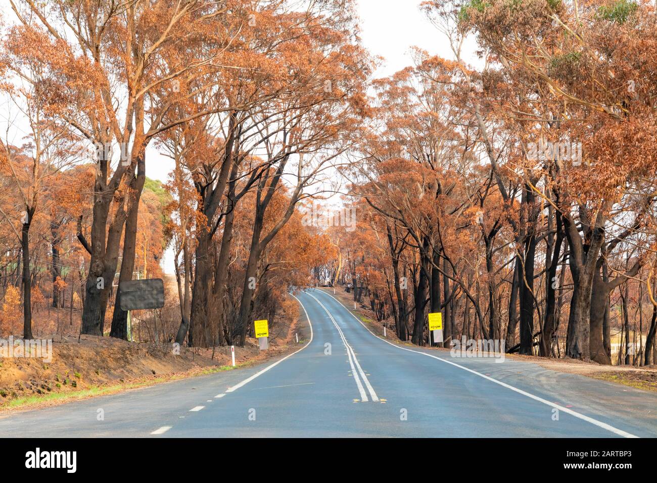 Una strada di campagna tra gli alberi di Eucalipto gravemente bruciati dopo un bush nelle Blue Mountains Foto Stock
