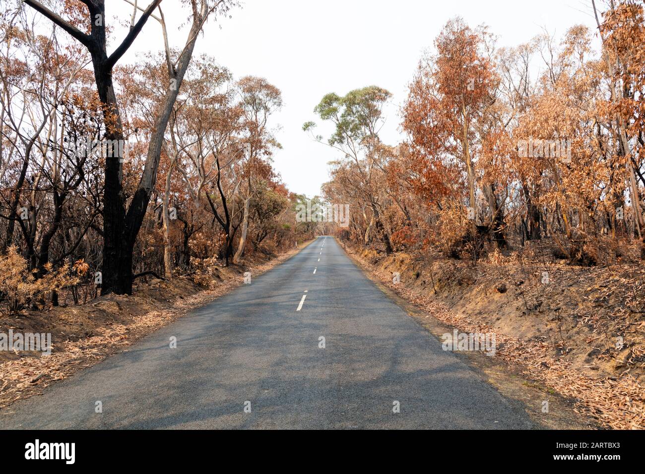 Una strada di campagna tra gli alberi di Eucalipto gravemente bruciati dopo un bush nelle Blue Mountains Foto Stock
