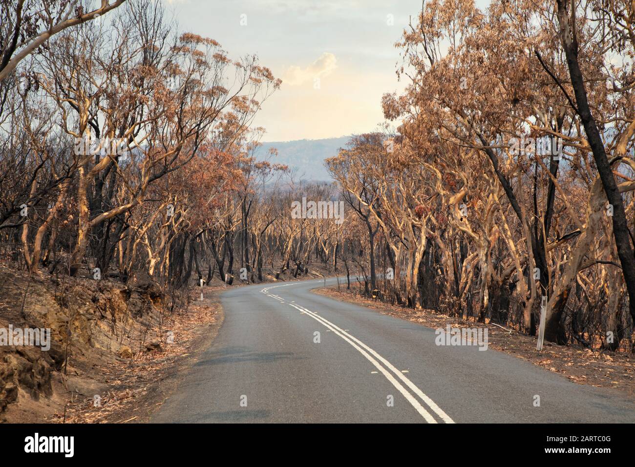 Una strada di campagna tra gli alberi di Eucalipto gravemente bruciati dopo un bush nelle Blue Mountains Foto Stock