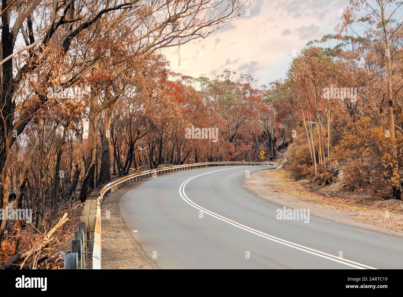 Una strada di campagna tra gli alberi di Eucalipto gravemente bruciati dopo un bush nelle Blue Mountains Foto Stock