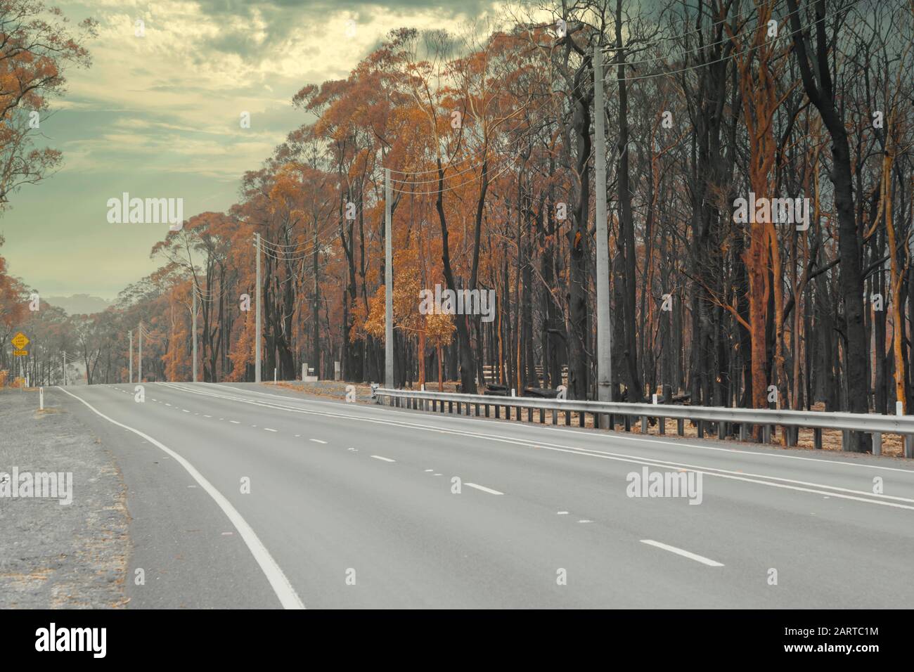 Una strada di campagna tra gli alberi di Eucalipto gravemente bruciati dopo un bush nelle Blue Mountains Foto Stock