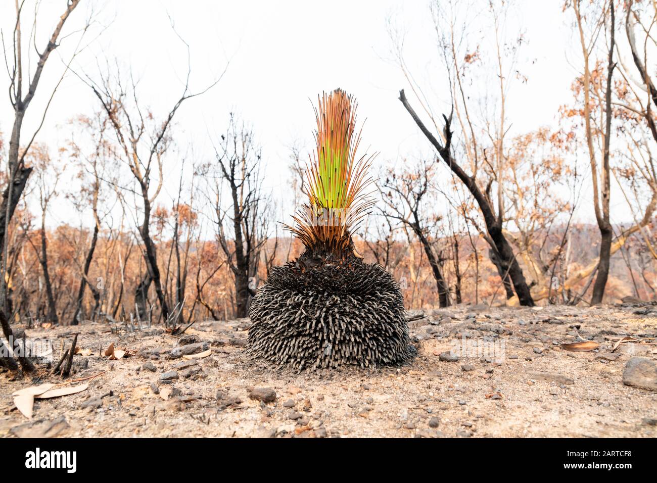 Una pianta verde tra gli alberi di Eucalipto gravemente bruciati dopo un bush nelle montagne blu Foto Stock