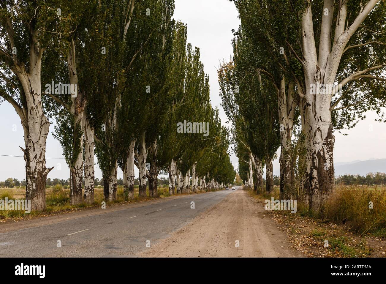 Strada asfaltata, alberi di pioppi lungo la strada, Issyk-Kul, Karakol Kirghizistan Foto Stock