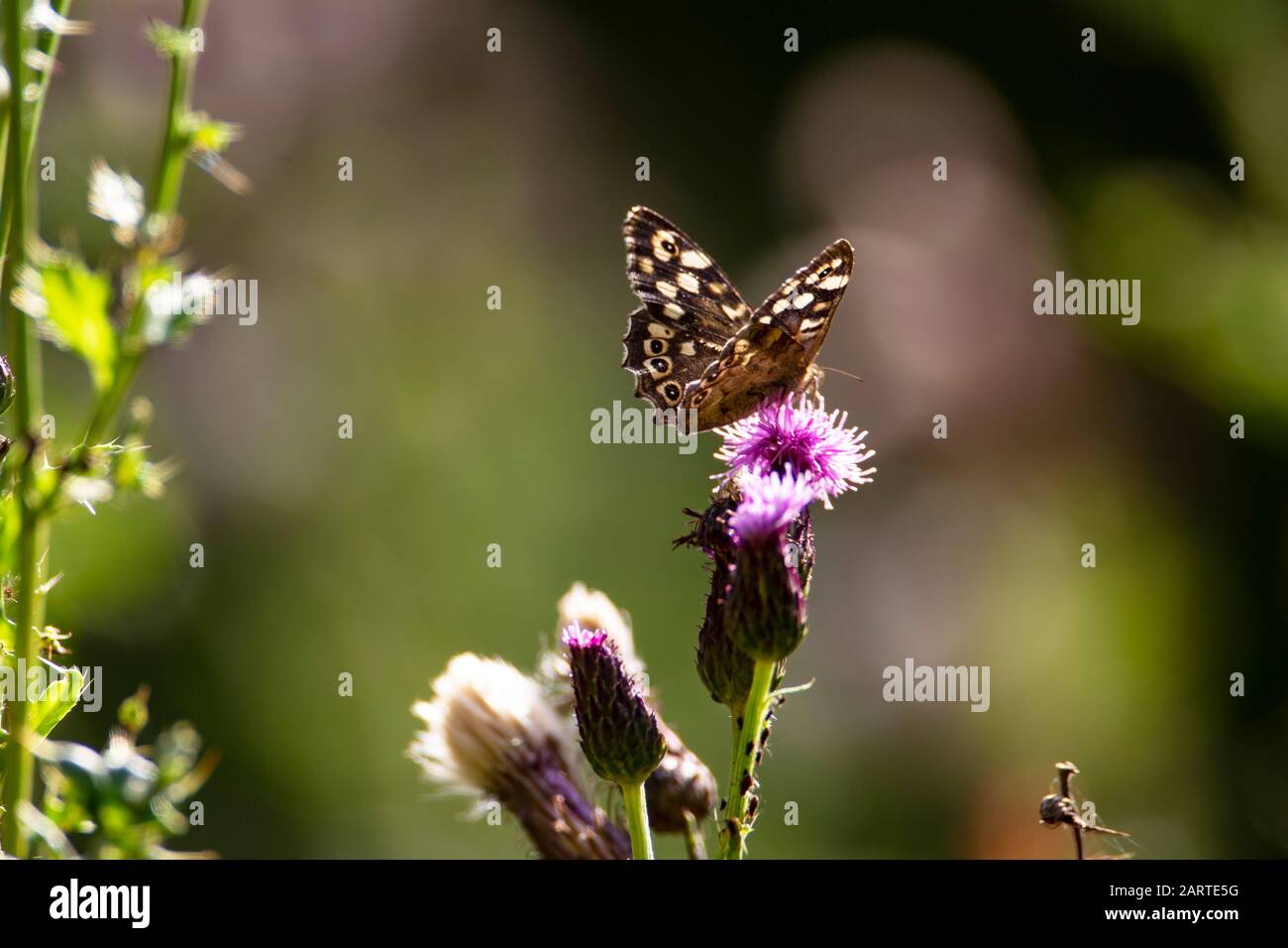 Speckled farfalla di legno Pararge aegeria atterraggio su un fiore di thistle e illuminato dal sole del mattino Foto Stock