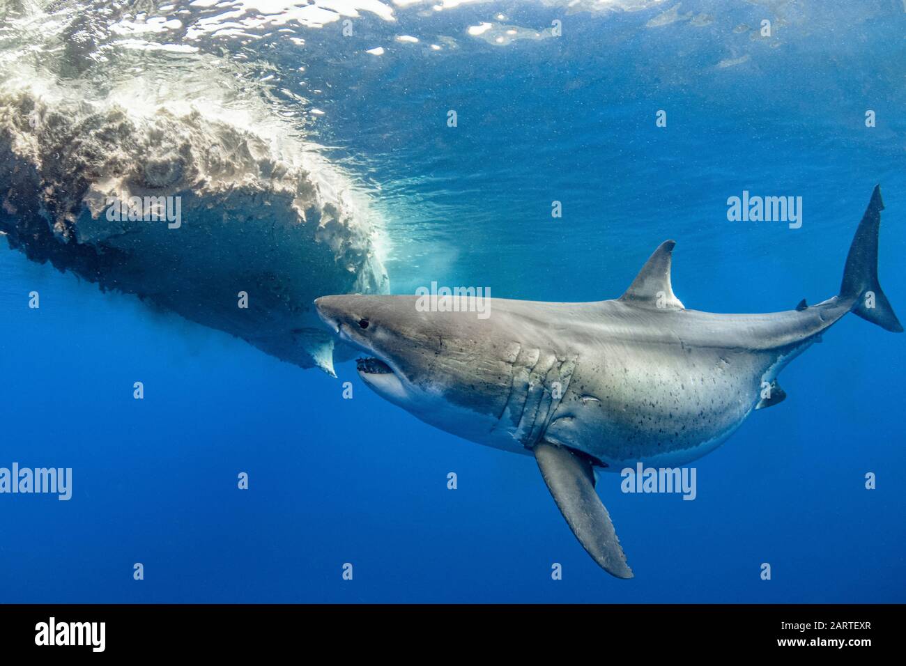 Grande squalo bianco, Carcharodon carcharias, chiamato "ragazza Haole", nutrimento sulla carcassa di balene spermatiche, Oahu, Hawaii, USA, Oceano Pacifico Foto Stock