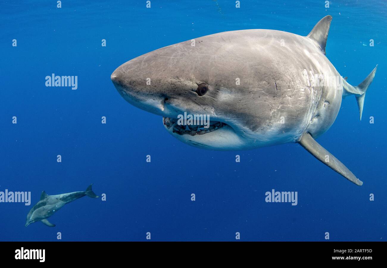 Grande squalo bianco, Carcharodon carcharias, scortato da delfini rugosi, Steno bredanensis, Oahu, Hawaii, USA, Oceano Pacifico Foto Stock