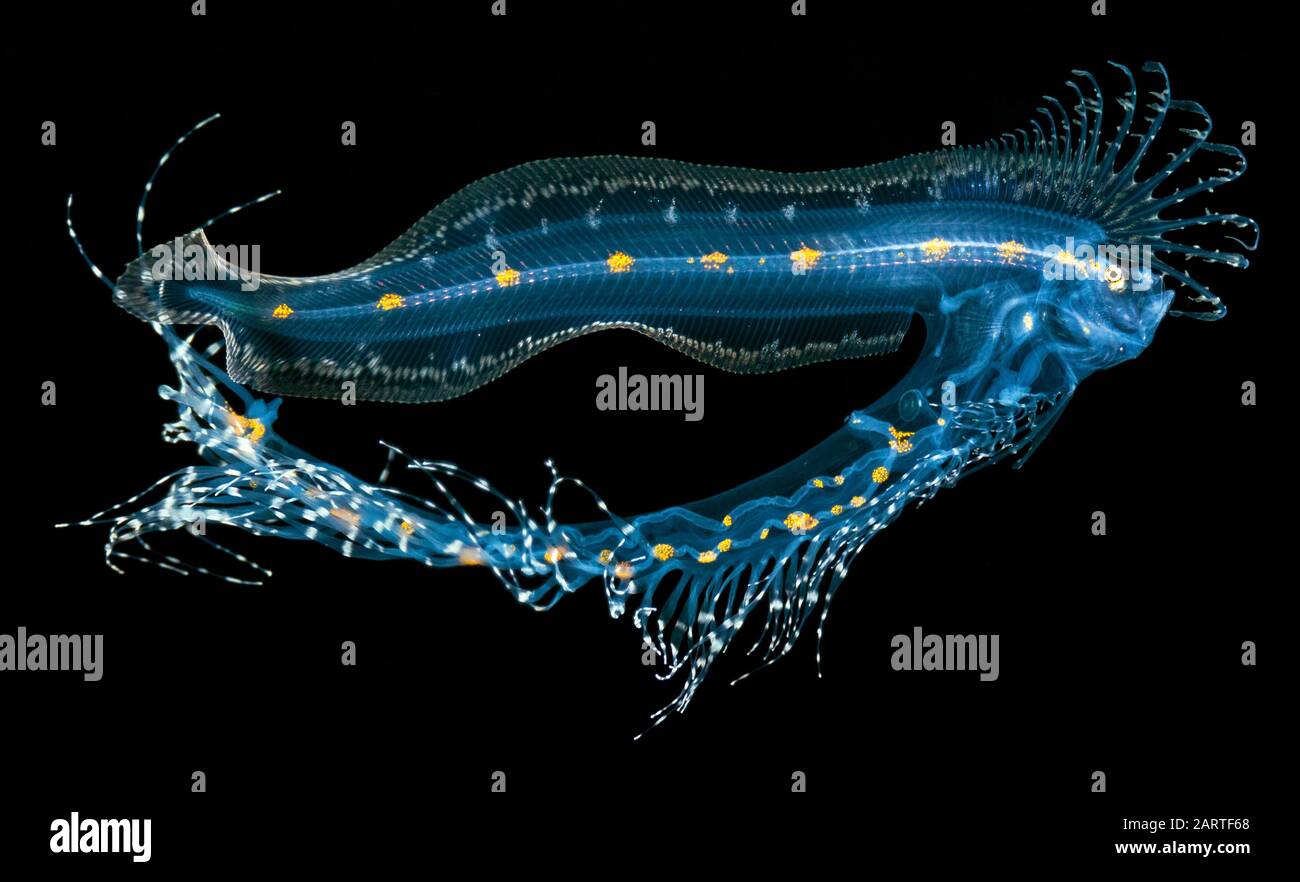 Profondo mare cusk anguilla larva, Lamprogrammmus brunswigi, trovato durante l'immersione offshore blackwater in Kona Coast, Big Island, Hawaii, USA, Oceano Pacifico Foto Stock