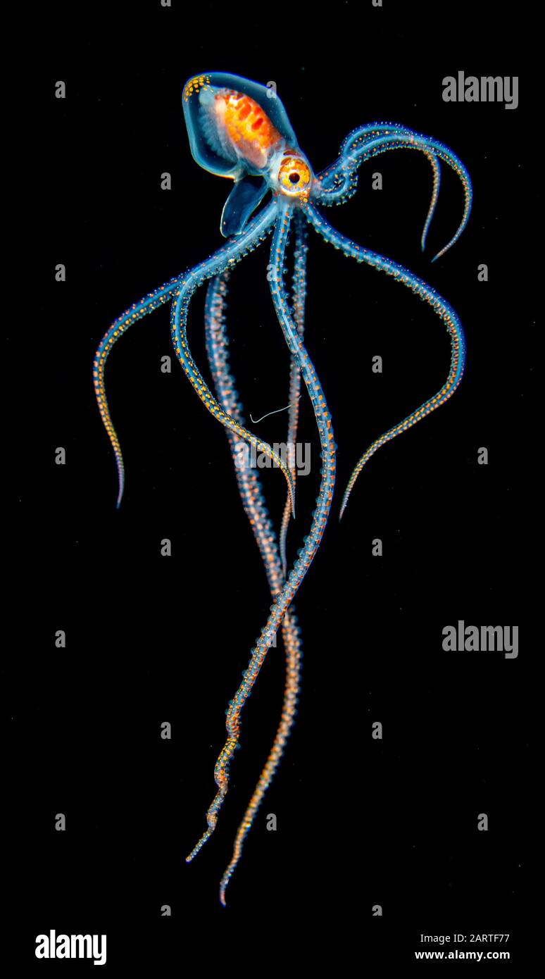 Stadio tardo paralarval ornato polpo, Callistoctopus ornatus, trovato durante l'immersione offshore blackwater in Kona Coast, Big Island, Hawaii, USA, Pacific Oc Foto Stock