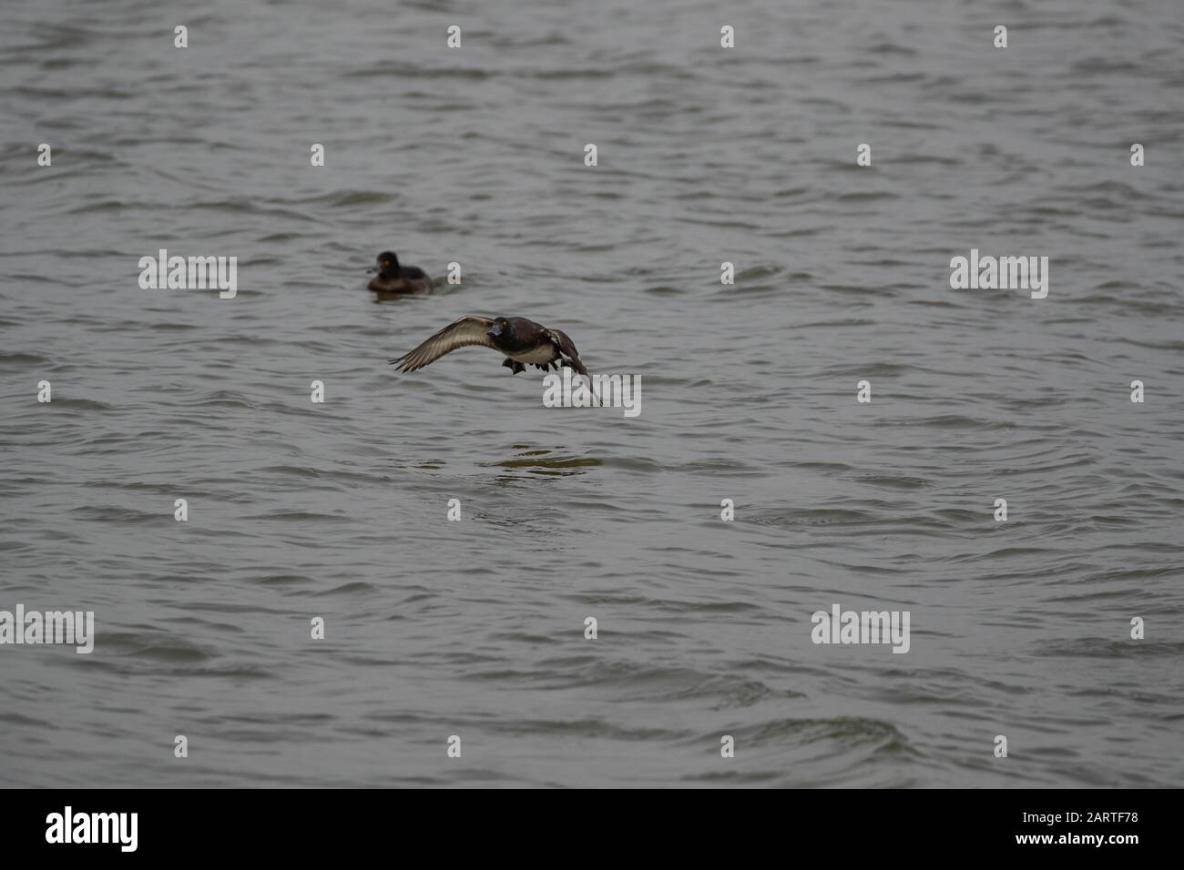 Anatra marrone in volo Foto Stock