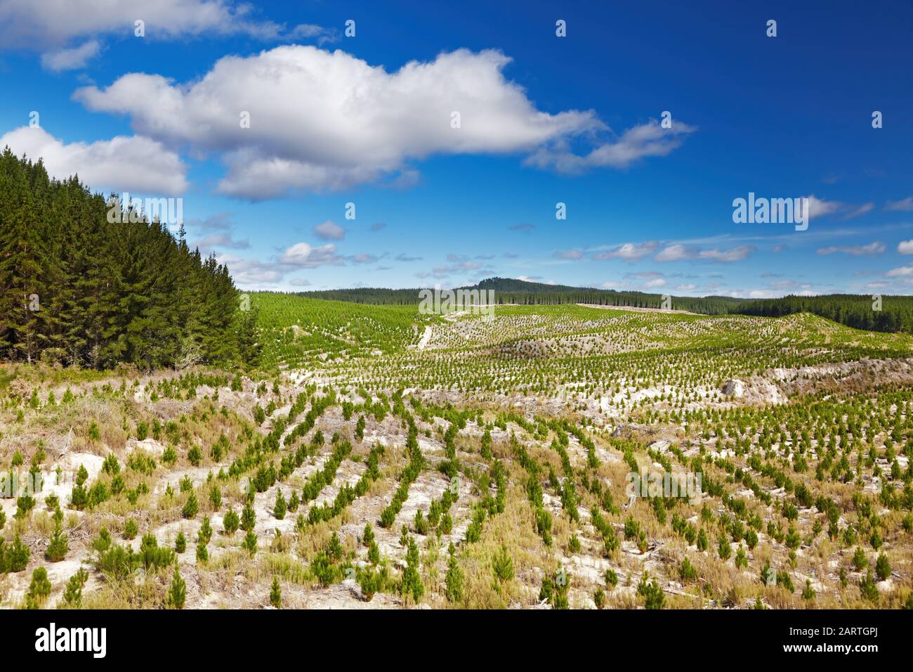 Piantagione di foresta con nuovi giovani pianta, selvicoltura in Nuova Zelanda Foto Stock