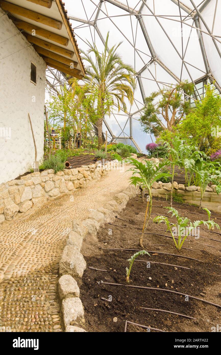 L'Eden Project Mediterranean Biome popolare attrazione per visitatori con giardini all'interno di cupole giganti Foto Stock