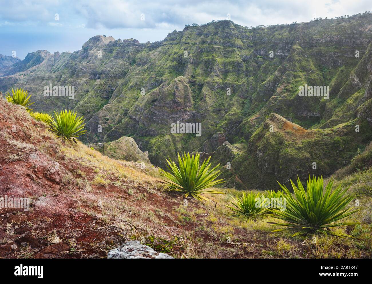 Isola Di Santo Antao, Capo Verde. Agave piante su un pendio ripido con pendenza di montagna in background. Foto Stock