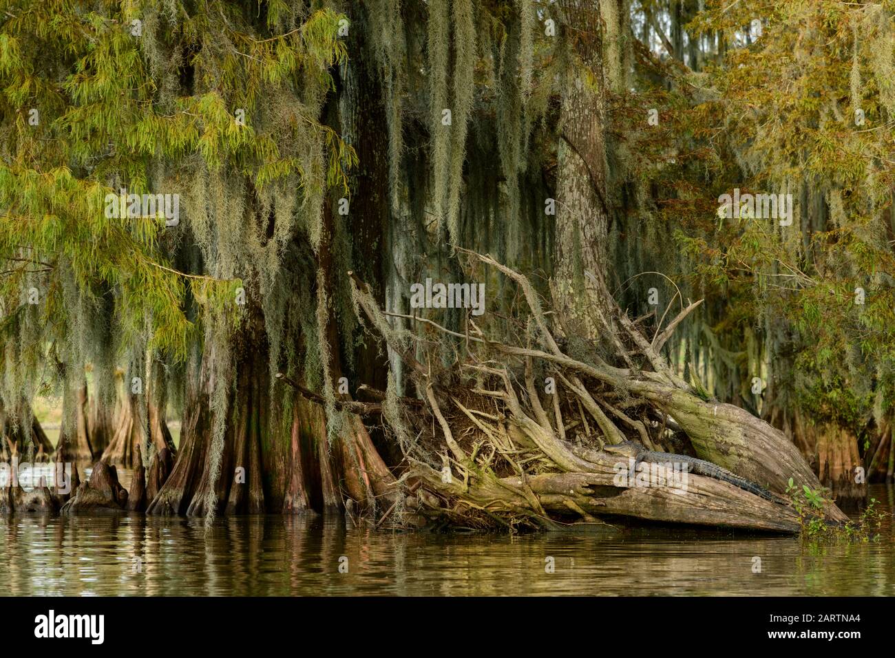 USA, Deep South, Louisiana, Stati Uniti, Deep South, Louisiana, Iberia Parish, Lake Fausee Pointe, state Park, alligator ON LOG Foto Stock