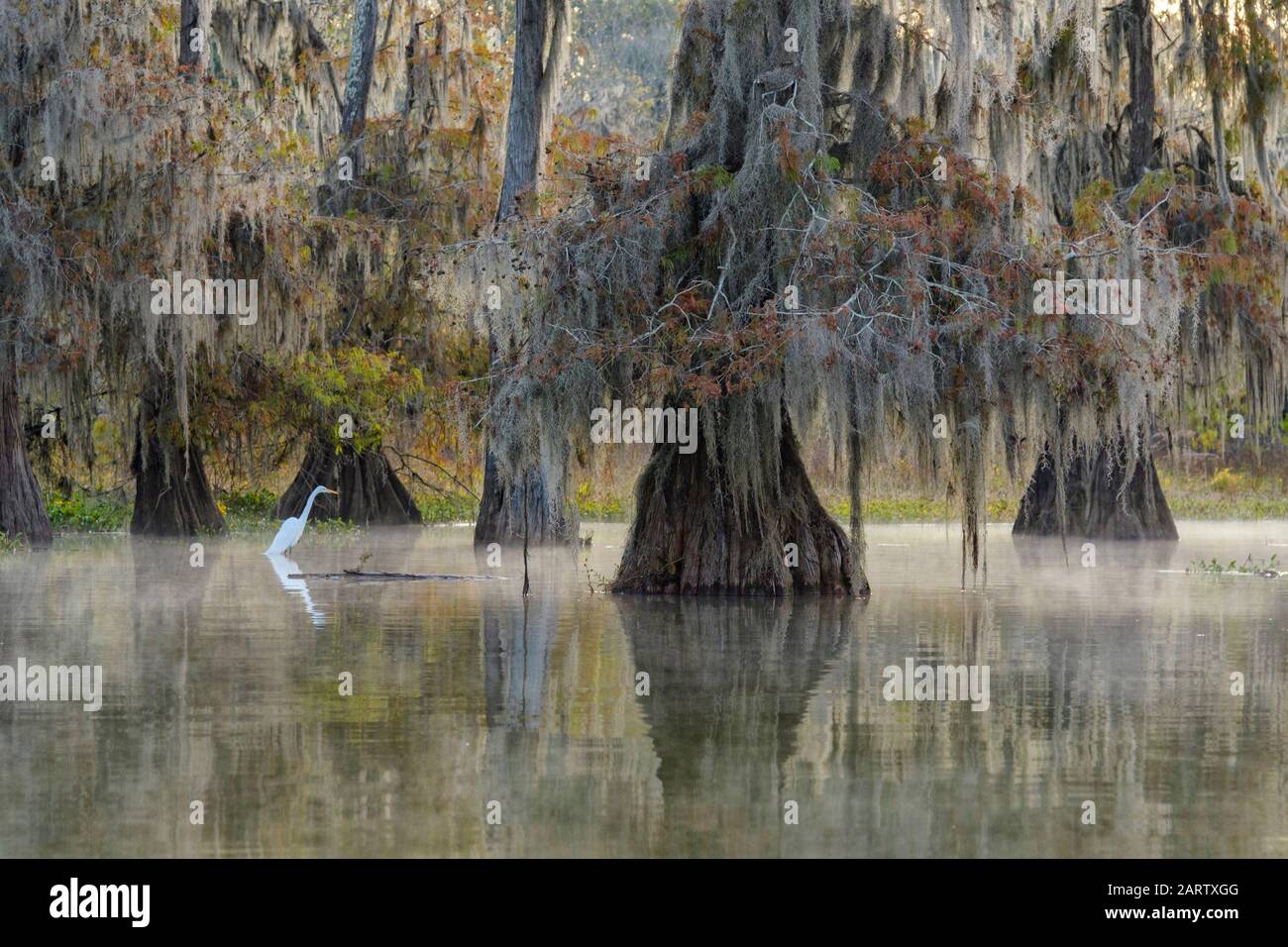 Usa; Deep South; Louisiana; St. Martin Parish; Lake Martin; Great White Heron Nella Palude Di Cypress Foto Stock