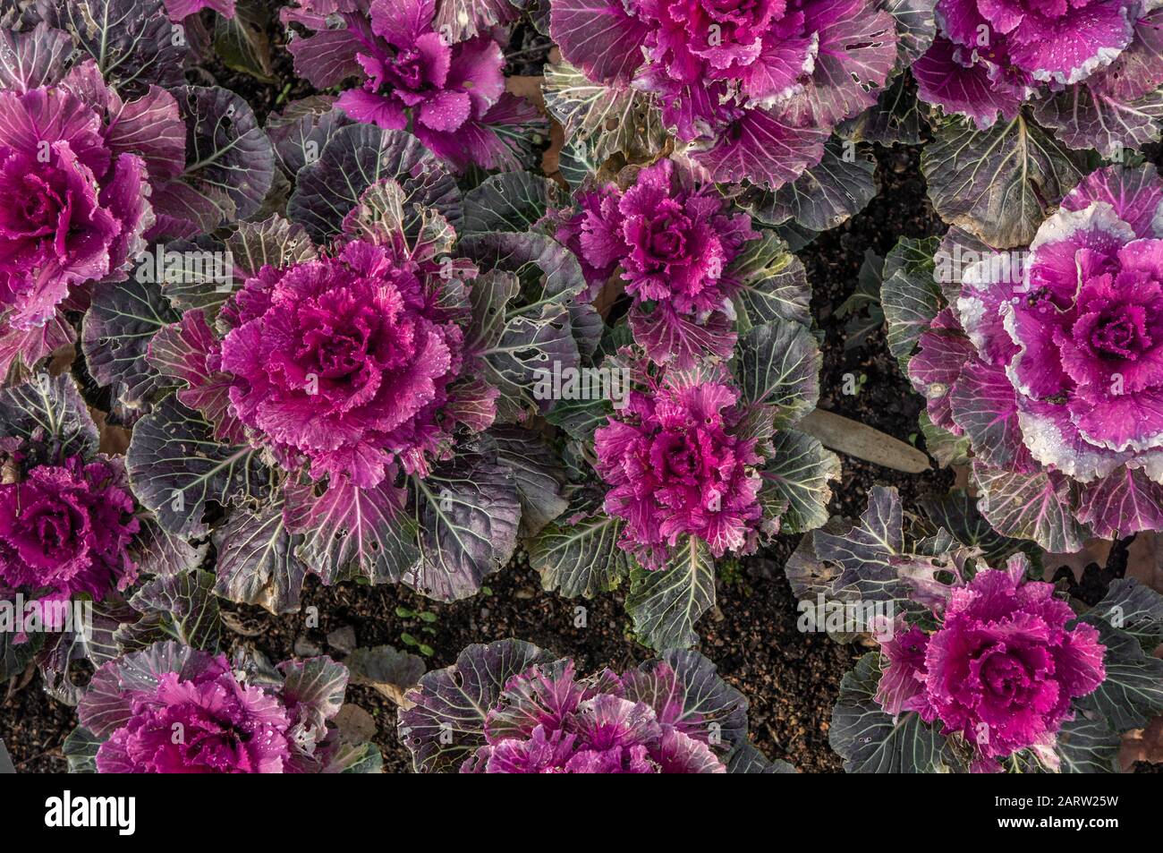 Campo di piante di cavolo ornamentale viola e rosa con foglie di verde scuro. Brassica oleracea var. Acephala o Nagoya Rose Foto Stock