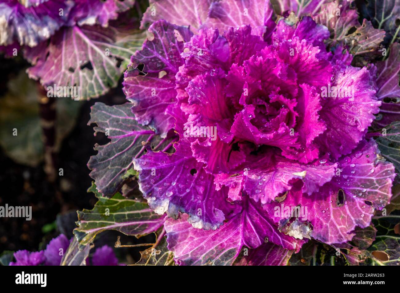 Rosa brillante, viola ornamentale fiore di cavolo in fiore. Latino Brassica oleracea var. Acephala o Nagoya Rose Foto Stock
