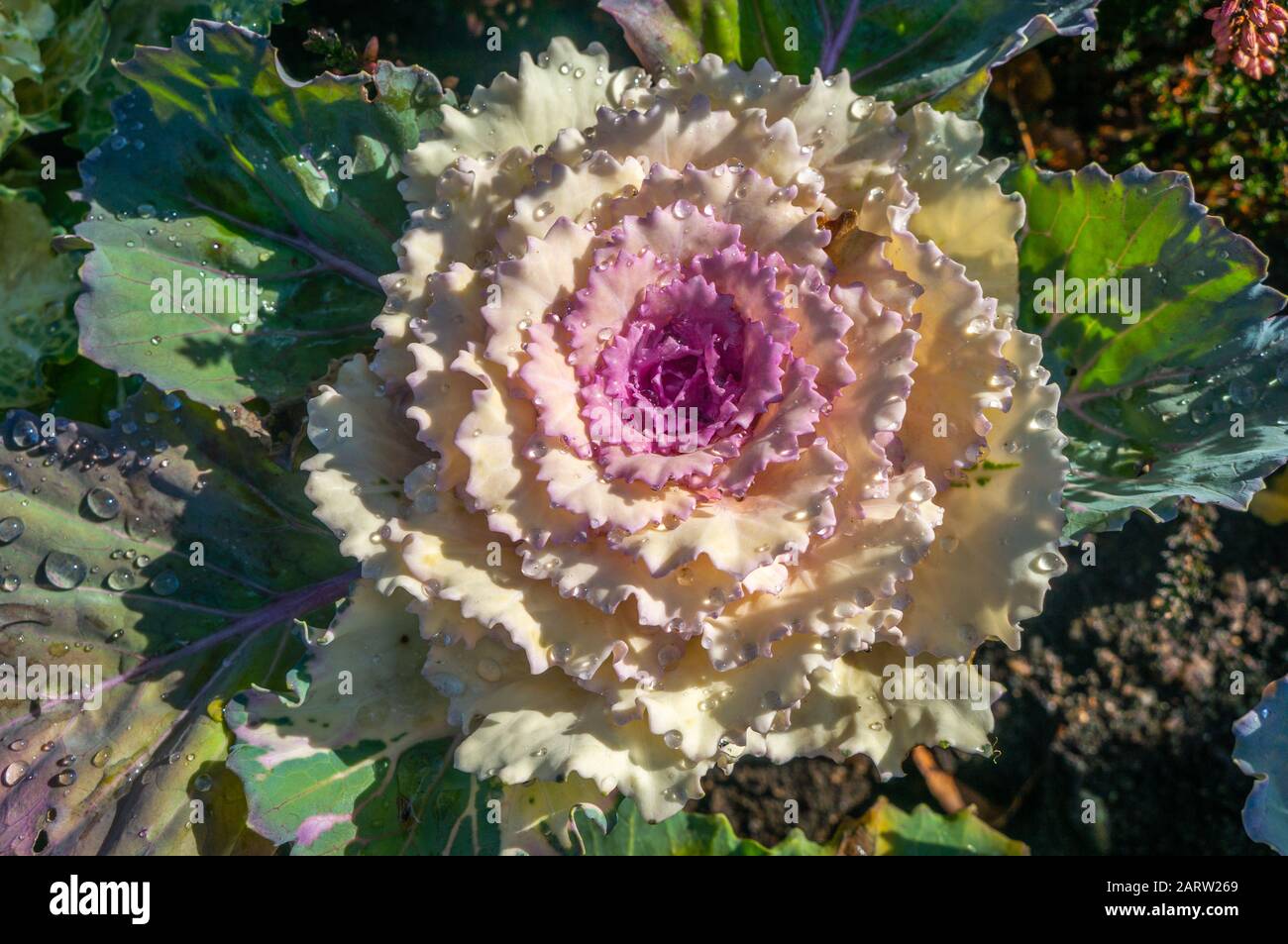 Bianco fiore di cavolo decorativo con anima rosa saturata e foglie verde scuro venose fioriscono in primavera. Goccioline d'acqua sulla diffusione sulla pianta in m Foto Stock