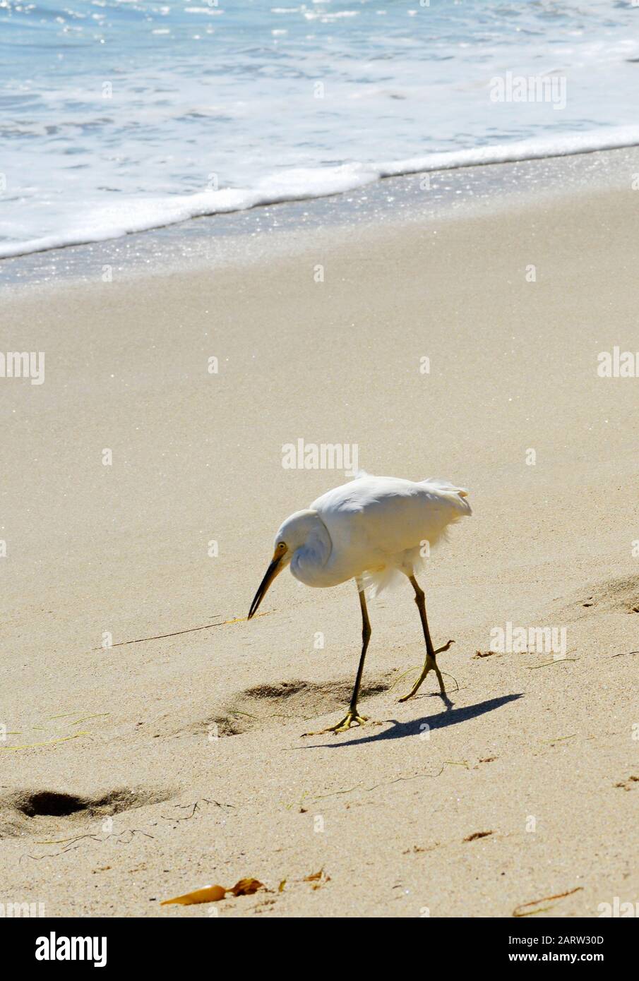 Weisser Kranich am Strand von Malibu Kalifornien Foto Stock
