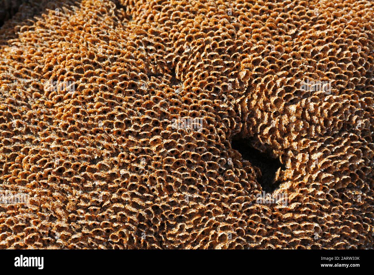 colonia di verme a nido d'ape [ sabellaria alveolata ] su roccia Foto Stock