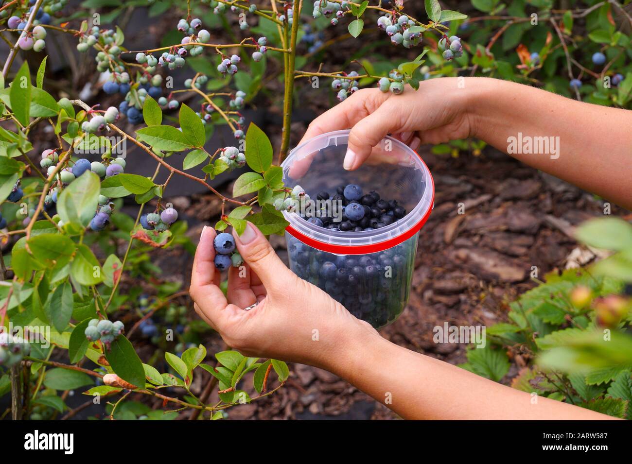 Raccolta manuale della frutta matura in contenitori di plastica. Piantagione di mirtillo (Highbush). Foto Stock