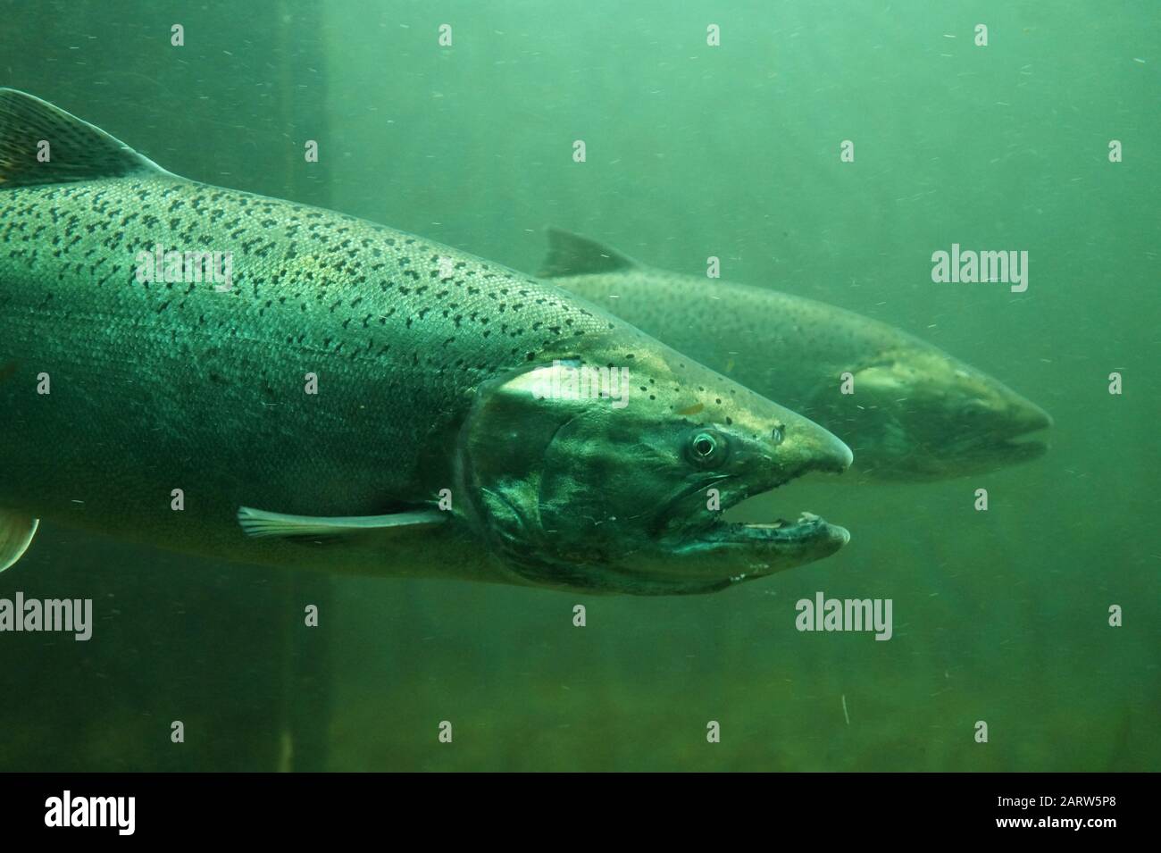Pesci sul loro modo di sbadigare, vista da Ballard Locks a Seattle. Il salmone Chinook (Oncorhynchus tshawytscha) chiamato anche salmone re. Foto Stock