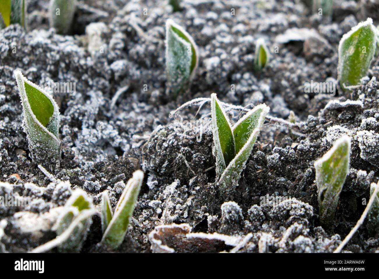 Gelo su tulipani piante emergenti da terra al di fuori di un freddo gelido inverno gennaio giorno in Gloucestershire UK 2020 KATHY DEWITT Foto Stock