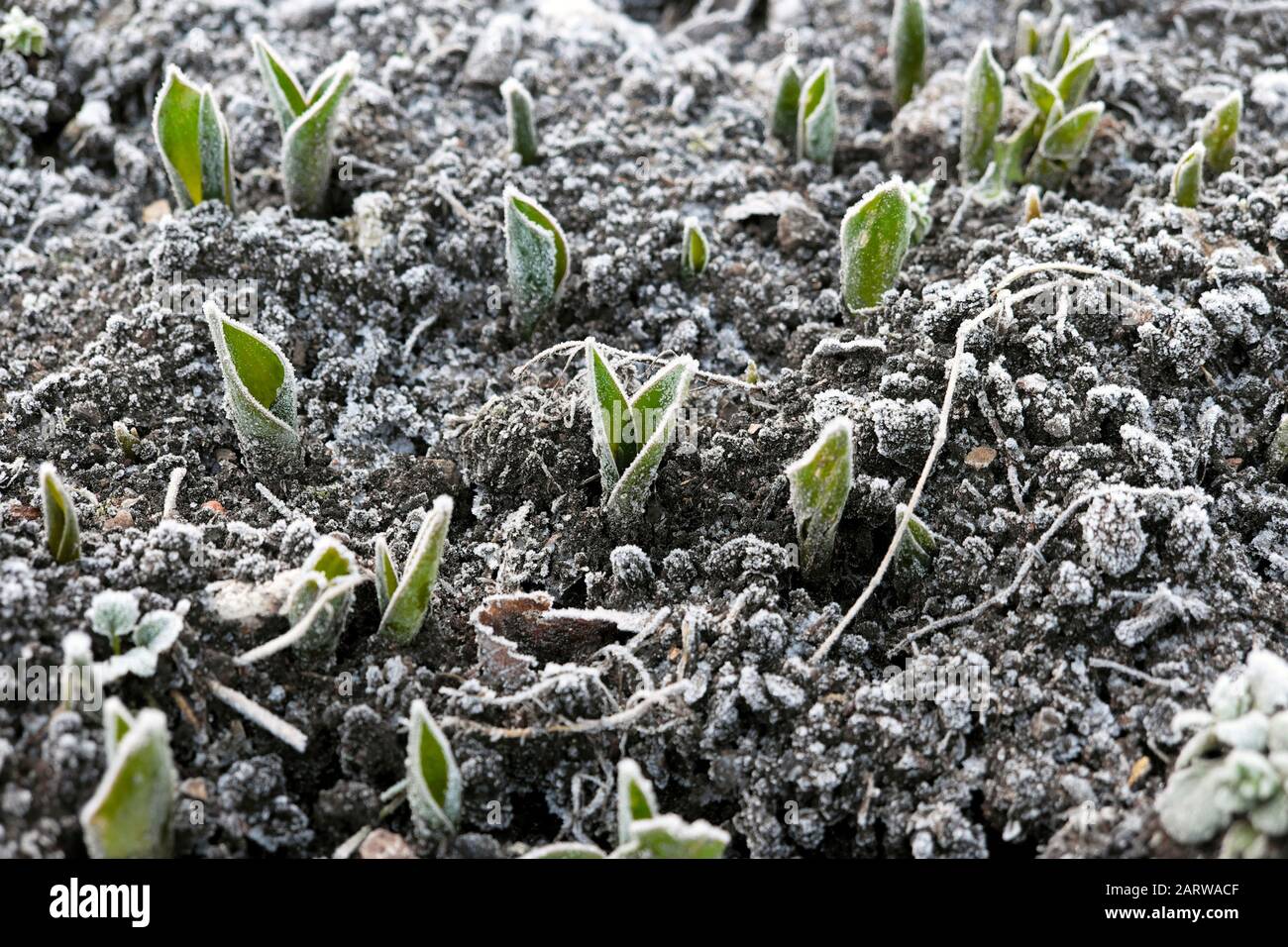 Gelo su tulipani tulipano foglie piante germogli che emergono da terra All'esterno, freddo e gelido giorno di gennaio in Gloucestershire UK 2020 KATHY DEWITT Foto Stock