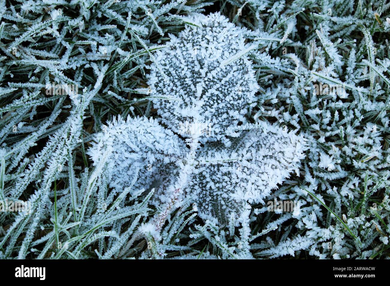 Gelo sulle piante di foglia sulla terra fuori su un inverno freddo frosty gennaio giorno in Gloucestershire Inghilterra Regno Unito KATHY DEWITT Foto Stock