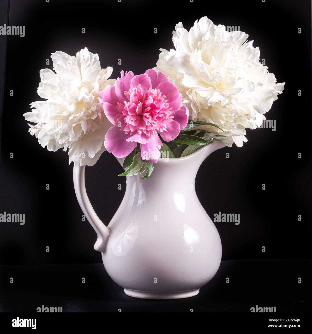 Tre peonie in una caraffa bianca in ceramica contro un nero sfondo Foto Stock