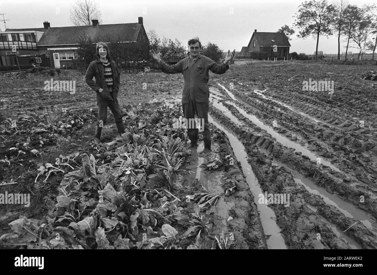 Barbabietola da zucchero e raccolto di patate in Zelanda complicato da pioggia pesante; coltivatori in un campo di barbabietola da zucchero a Va Data: 25 ottobre 1974 luogo: Zeeland Parole Chiave: Agricoltura Foto Stock