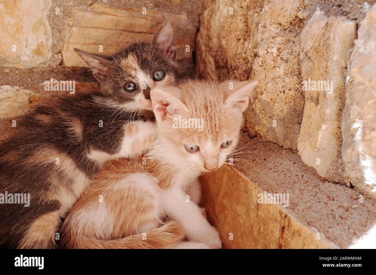Due gattini che si coccolano in un angolo in pietra Foto Stock