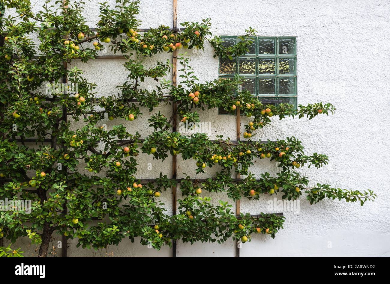 Cox Orange Pippin mele che crescono su un albero in un giardino tedesco Foto Stock