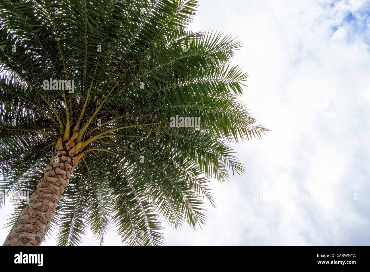 Vista verso l'alto di una sola palma tropicale contro il cielo Foto Stock