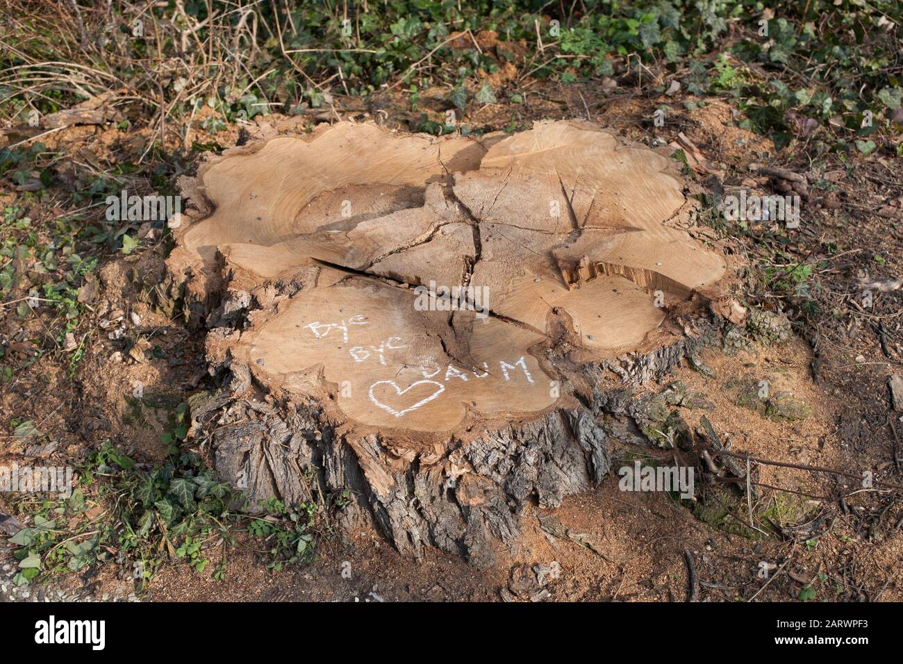 Ciao albero Foto Stock