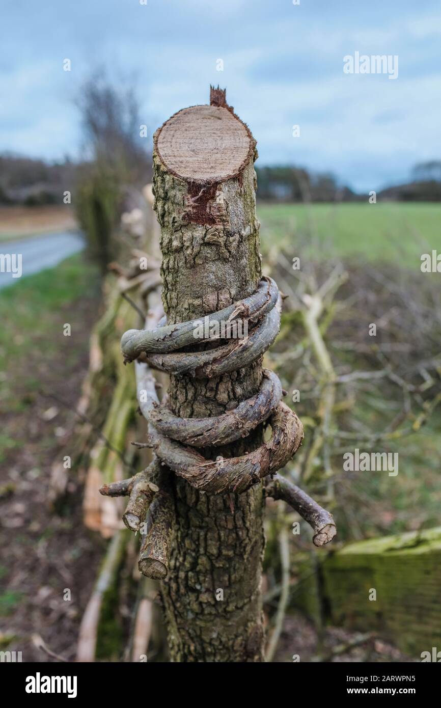 Una siepe nei Cotswolds che è stato lavorato e pagato per formare un confine di campo, hedge posando è una vecchia abilità e artigianato in Gran Bretagna Foto Stock