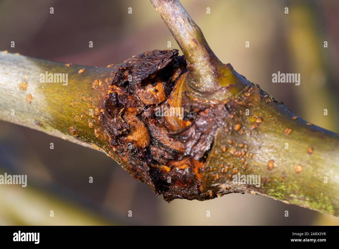 Primo piano di canker su un albero di mele Foto Stock