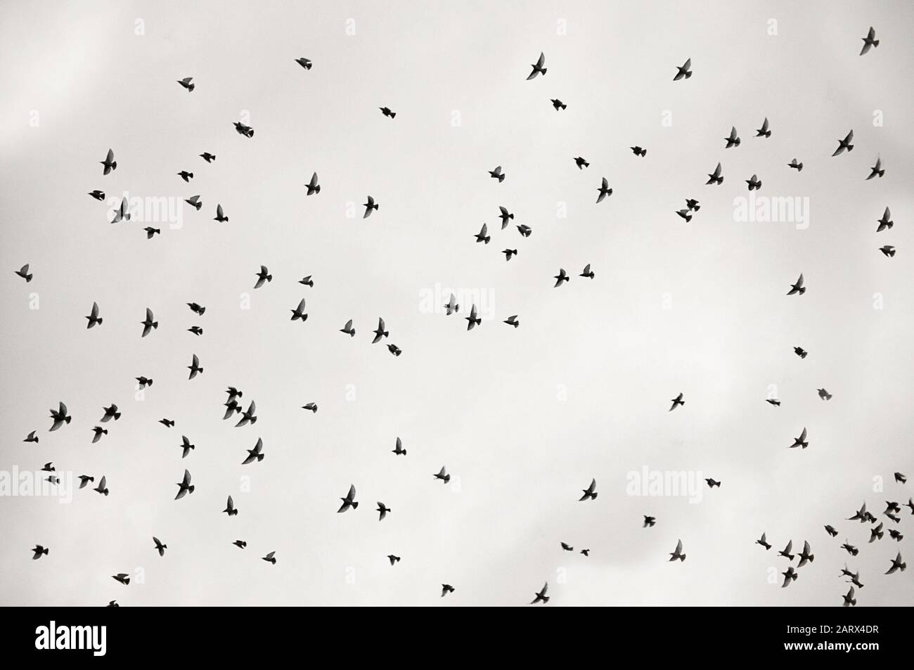Zoom migratory birds flying swarm monocolor by jzipriano Foto Stock