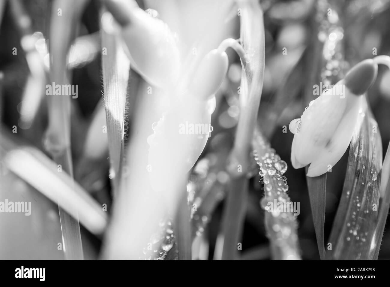 gocce di neve. Primavera fiore di goccia di neve. Primo piano di primavera .( Galanthus nivalis ) fiori Foto Stock