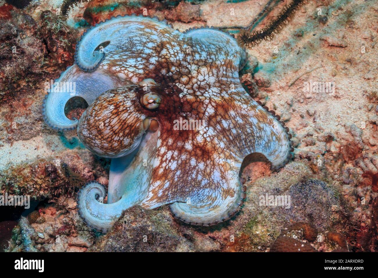 La barriera corallina caraibica, il polpo comune, Octopus vulgaris, è un mollusco appartenente alla classe Cephalopoda. Foto Stock