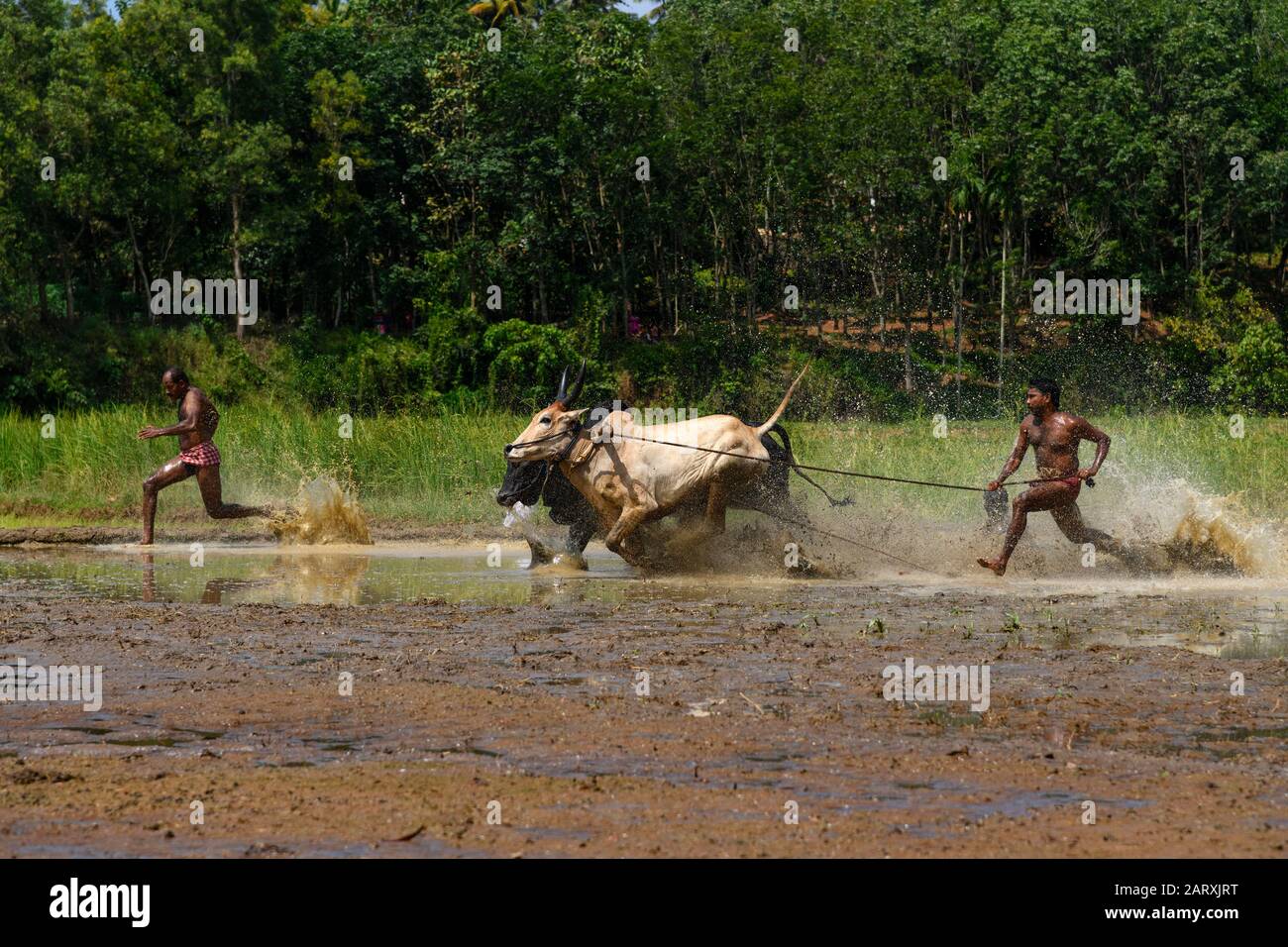 Maramadi è un tipo di razza di bestiame condotta nello stato indiano Kerala. È anche noto come Kalappoottu, o pothottam. La gara è un evento tradizionale. Foto Stock