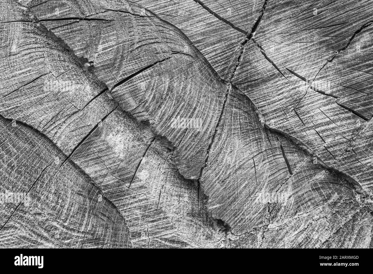 Gritty bianco nero di spaccature, crepe e fessure nella sezione trasversale dell'albero segato. Fessure, spaccature, e crepe apparendo, industria di legno. Albero Foto Stock
