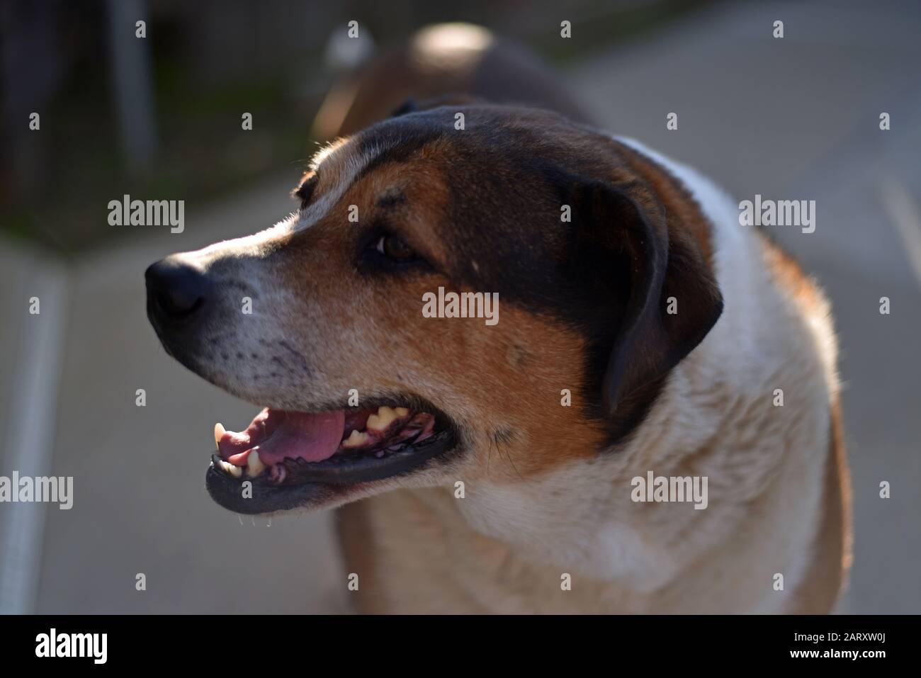 Cane nel profilo Foto Stock
