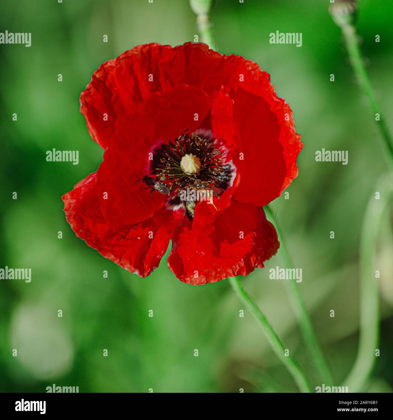 Le api raccolgono il polline dai rhoeas di Papaver. Papaver rhoeas, comune, mais, Fiandre, papavero rosso, mais rosa, campo è pianta fioritura papavero famiglia Papaverac Foto Stock
