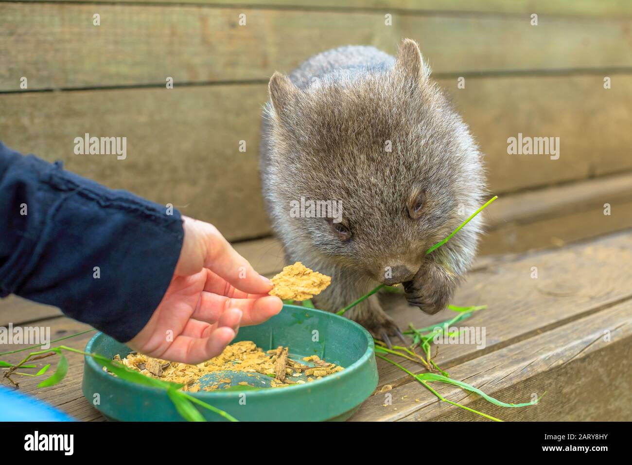 Closeup di un simpatico wombat joey, Vombatus ursus, mangiare dalla mano dell'uomo. Alimentazione wombat all'aperto. Il wombat è un marsupiale erbivoro. Foto Stock