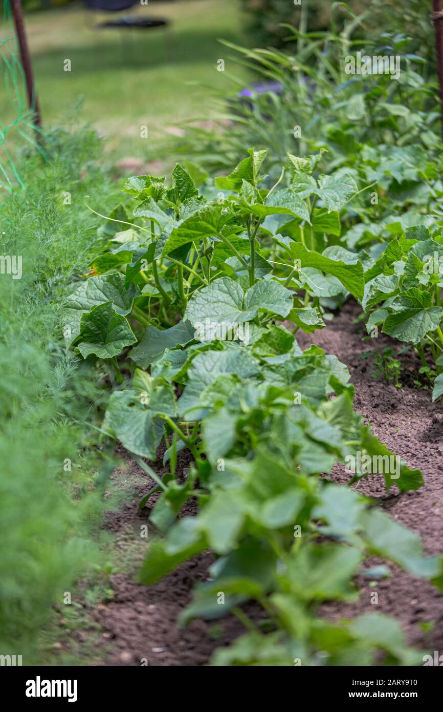 Pianta di cetriolo verde cresce dal suolo in giardino in primavera. Piante di cetriolo giovani densamente piantate sono pronte per piantare e diradamento. Foto Stock