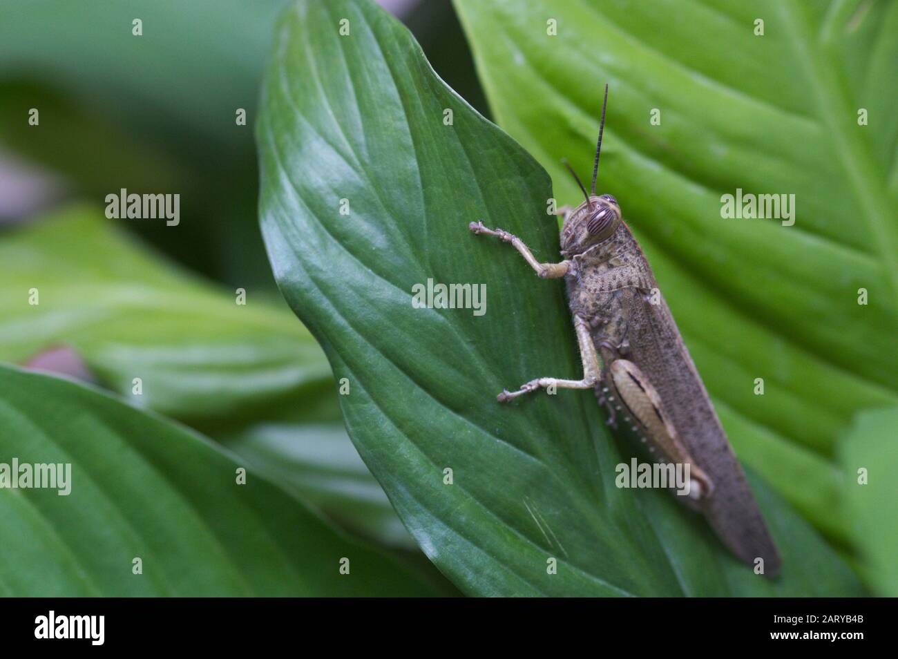 Eyprepotcnemis plorans (cavalletta piangente): Cavalletta a righe su una pianta di giardino verde e a foglia larga Foto Stock